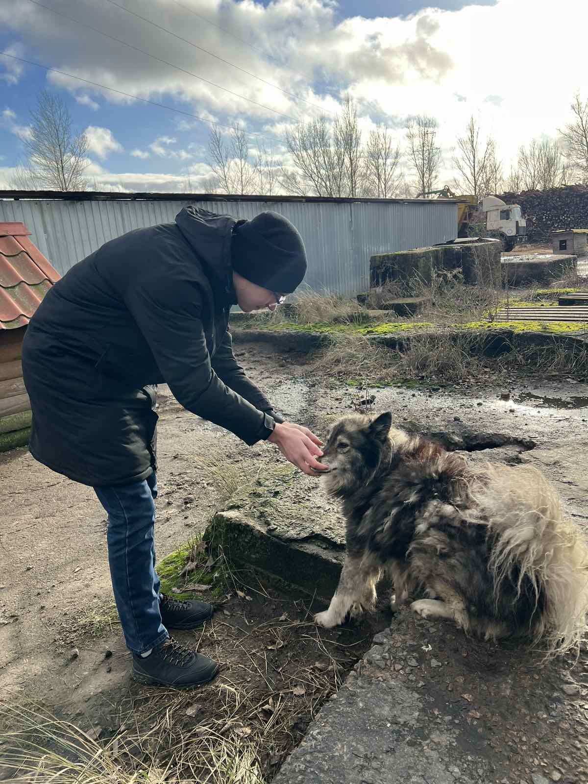 dogs 3