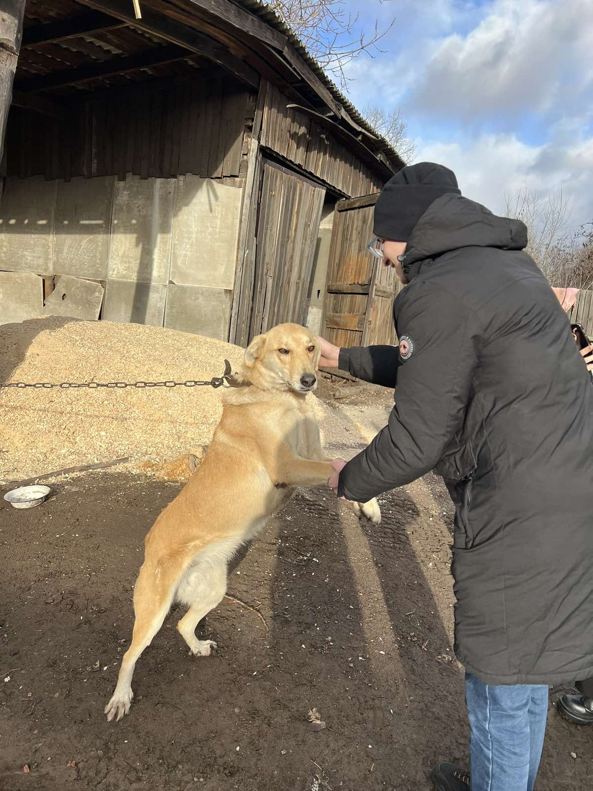 dogs 4