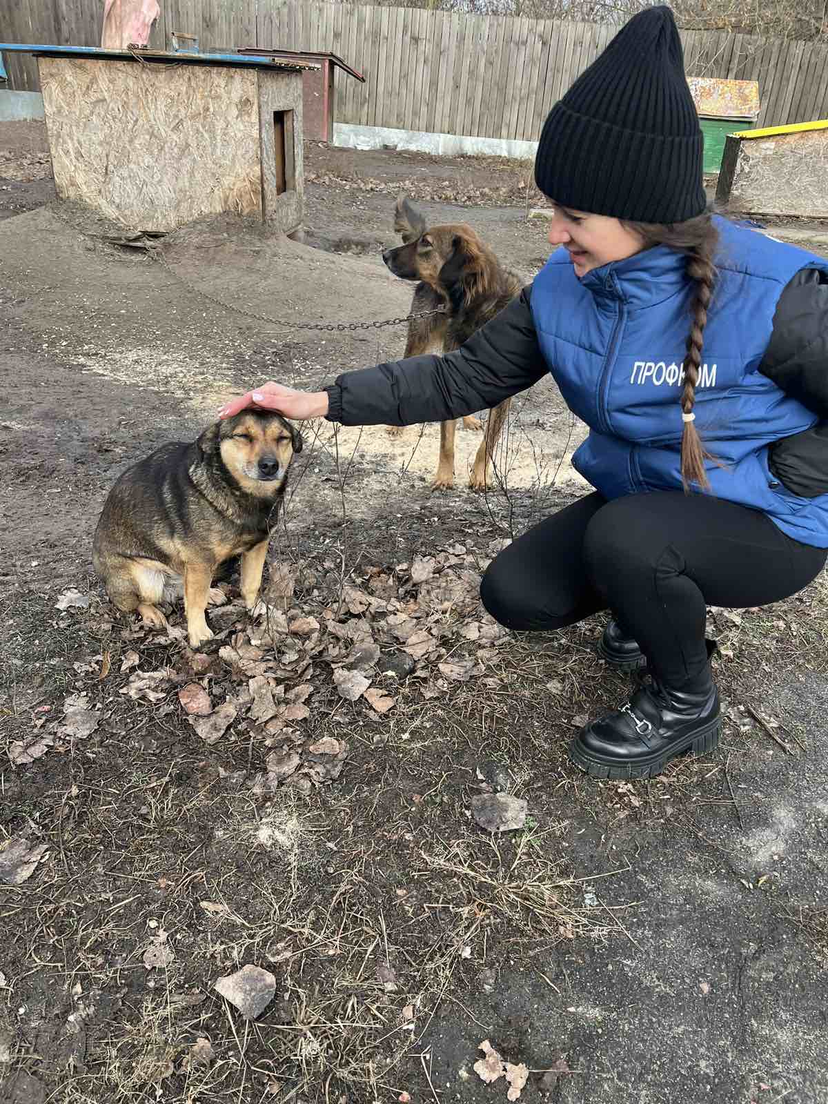 dogs 5